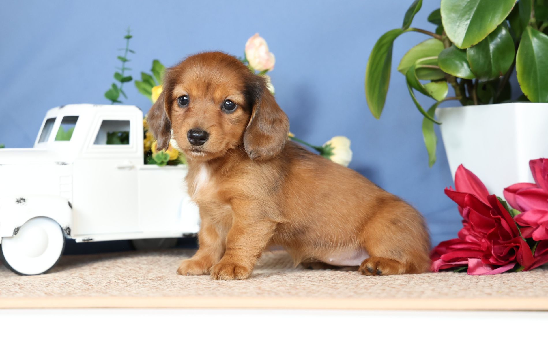 Scenic Hollow Dachshunds